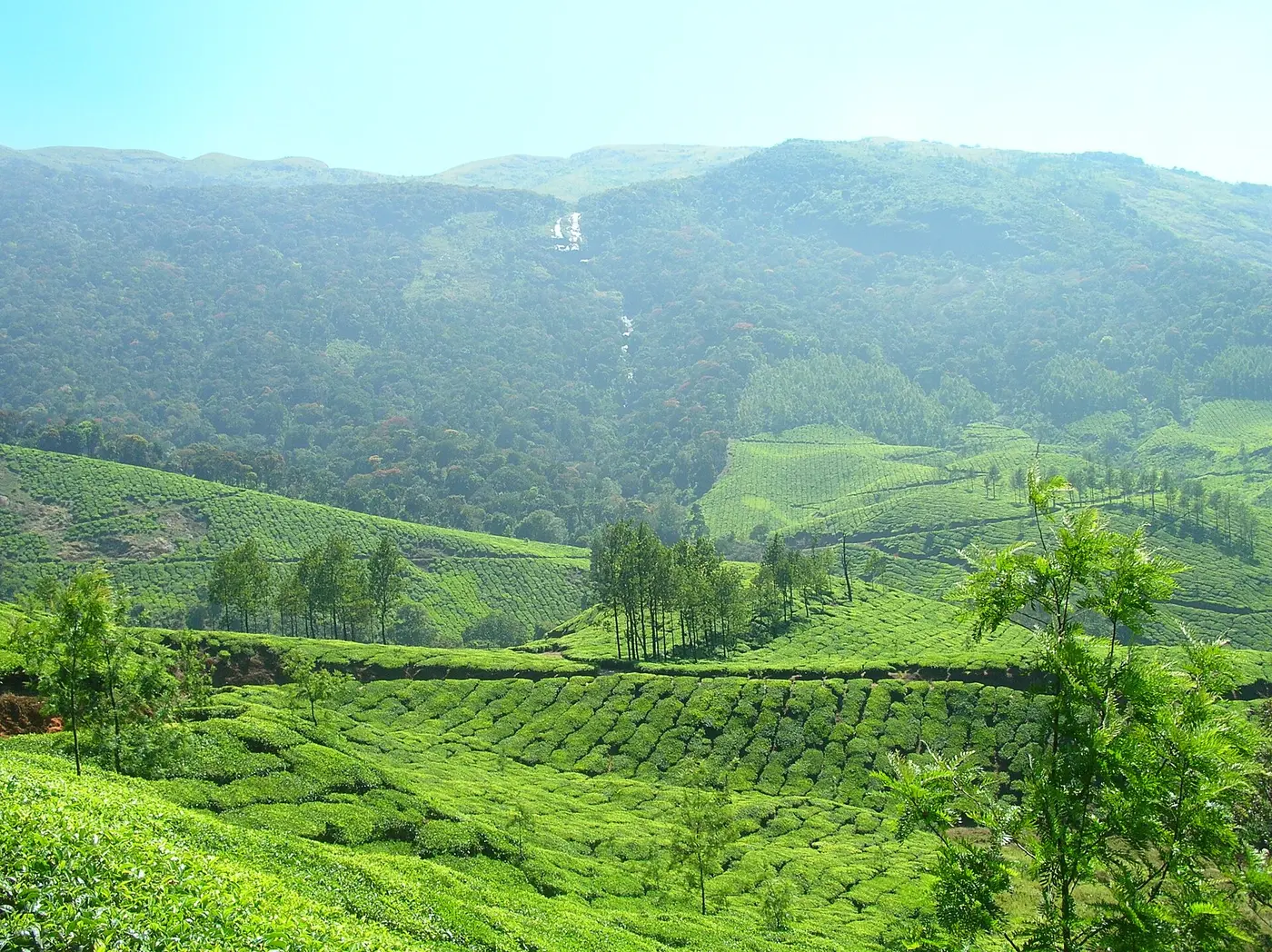 Munnar tea hills