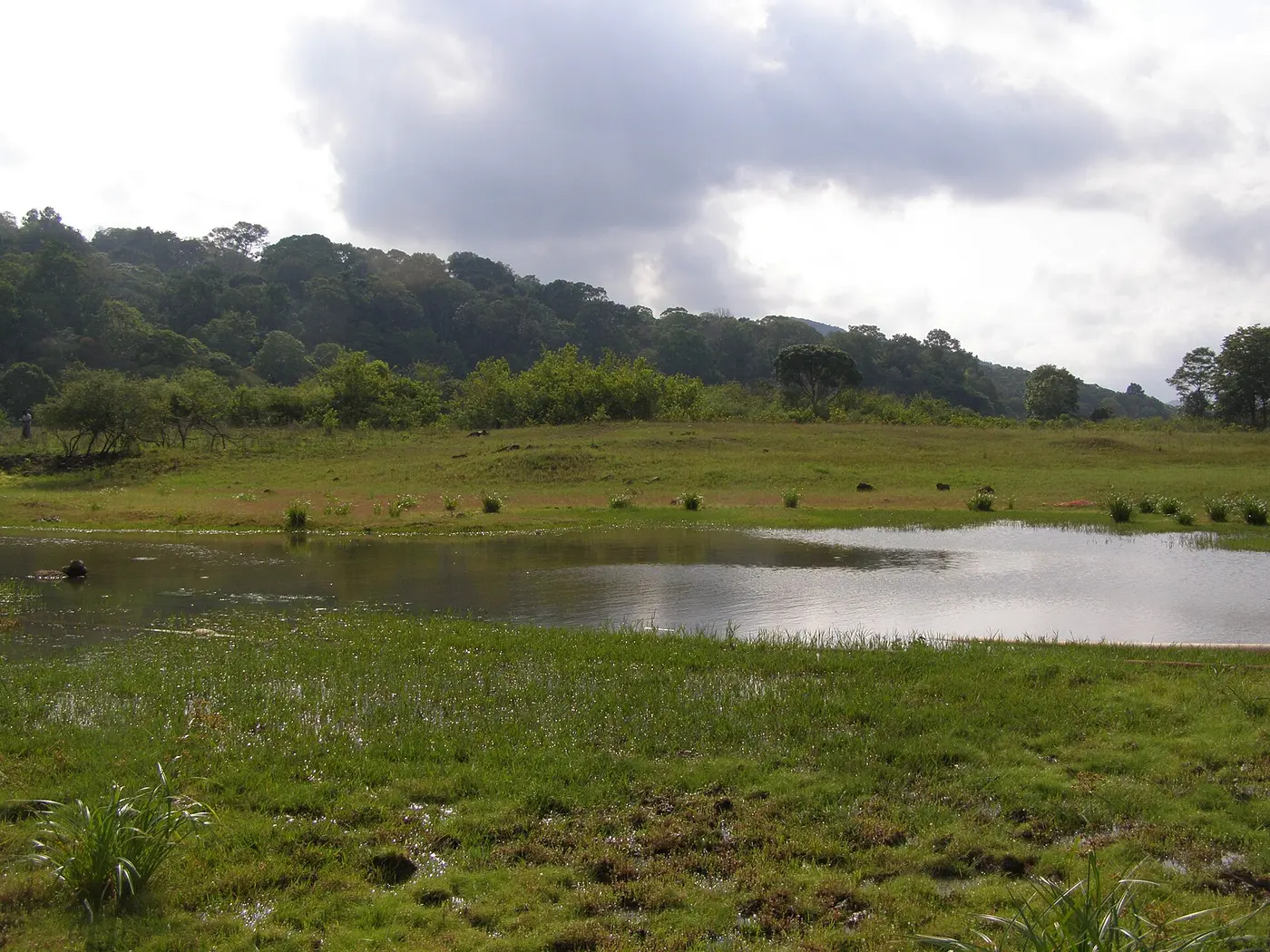 Periyar wildlife